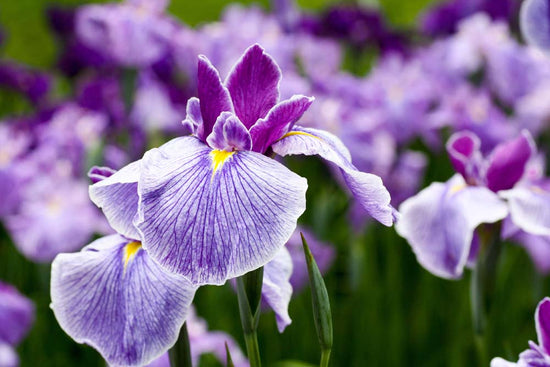 7 monsoon blooms you might not have heard of