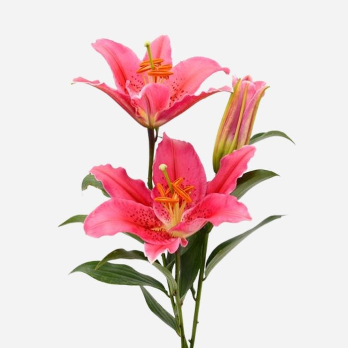 Lily - Bunch of 10 (Pink)
