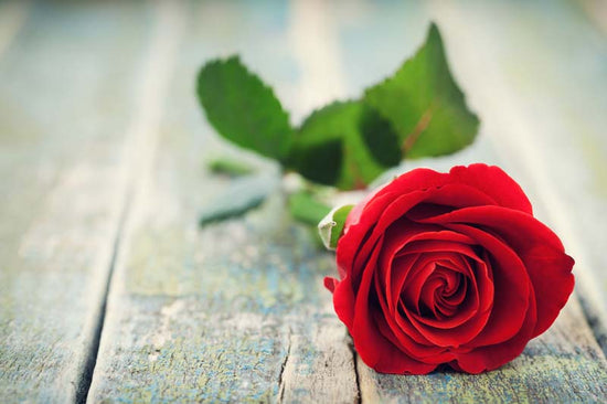 About a Rose: The history of a timeless flower