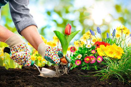 Floral lane: How to start your home garden