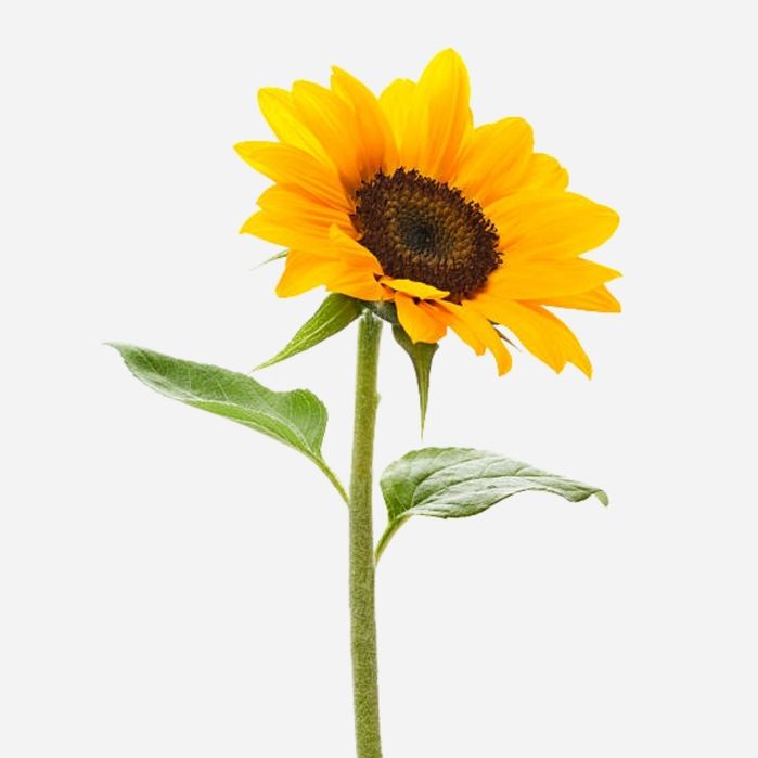 Sunflower - Bunch of 10