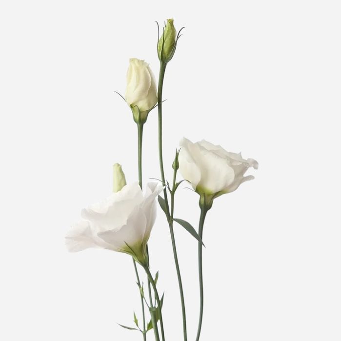 Lisianthus -Bunch of 10 (White)